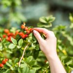 Gathering berries of wild rose.
