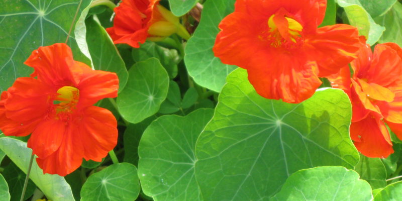 positively beautiful nasturtiums