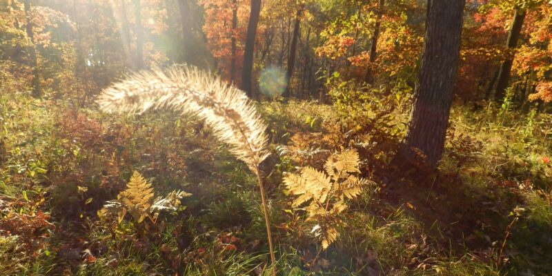 A peaceful fall scene; sun setting highlighting a seedhead of foxtail grass.