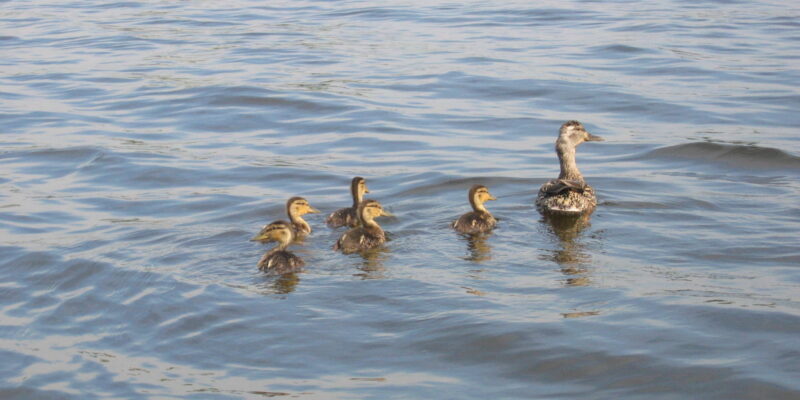 image of a family of ducks floating on the water
